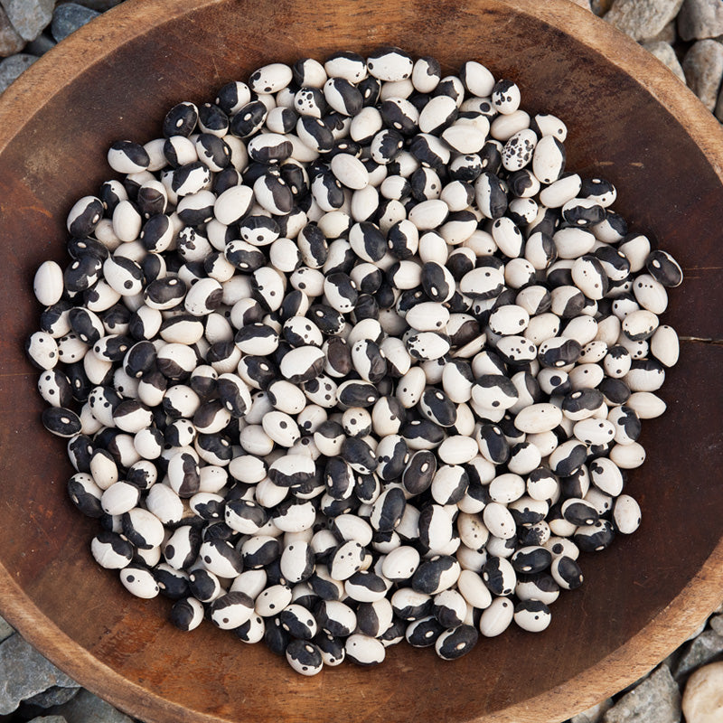 Orca Bush Bean Seeds (Organic) - Grow Organic Orca Bush Bean Seeds (Organic) Vegetable Seeds