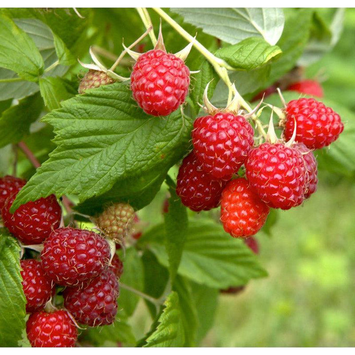 Organic Raspberry Plants & Raspberries | Raspberry Plants For Sale ...