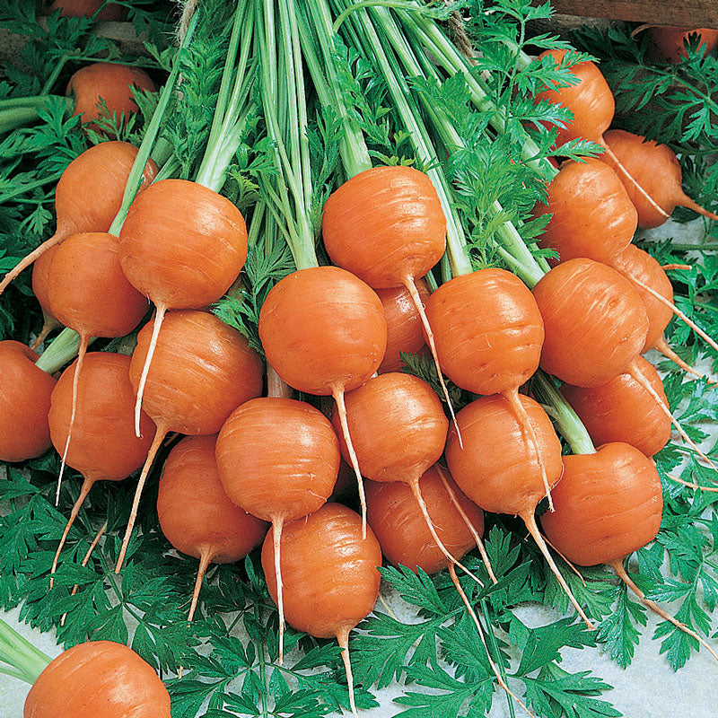 Organic Carrot, Parisienne (1 oz) - Grow Organic Organic Carrot, Parisienne (1 oz) Vegetable Seeds