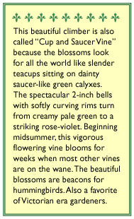 Renee's Garden Cathedral Bells Flowering Vine (Heirloom) Renee's Garden Cathedral Bells Flowering Vine (Heirloom) Flower Seed & Bulbs