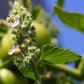 Organic Catnip - Grow Organic Organic Catnip Herb Seeds