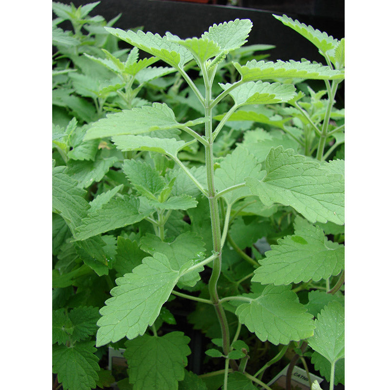 Organic Catnip - Grow Organic Organic Catnip Herb Seeds
