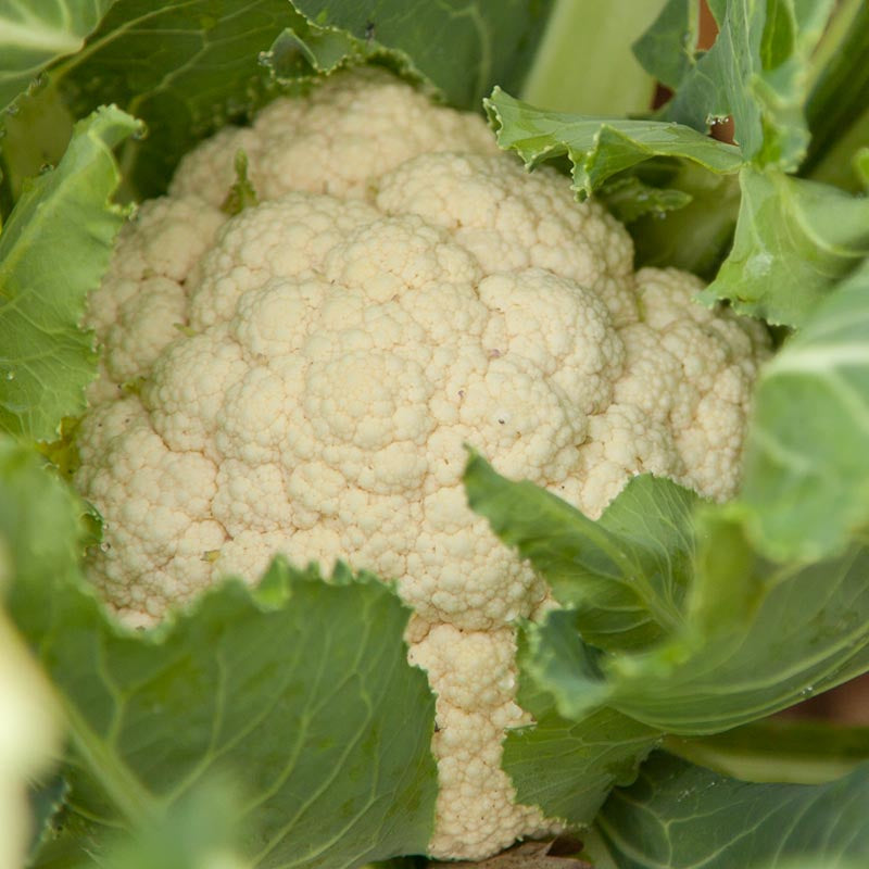 Snowball Cauliflower Seeds (Organic) - Grow Organic Snowball Cauliflower Seeds (Organic) Vegetable Seeds