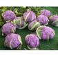 Purple Cape Cauliflower Seeds (Organic) - Grow Organic Purple Cape Cauliflower Seeds (Organic) Vegetable Seeds