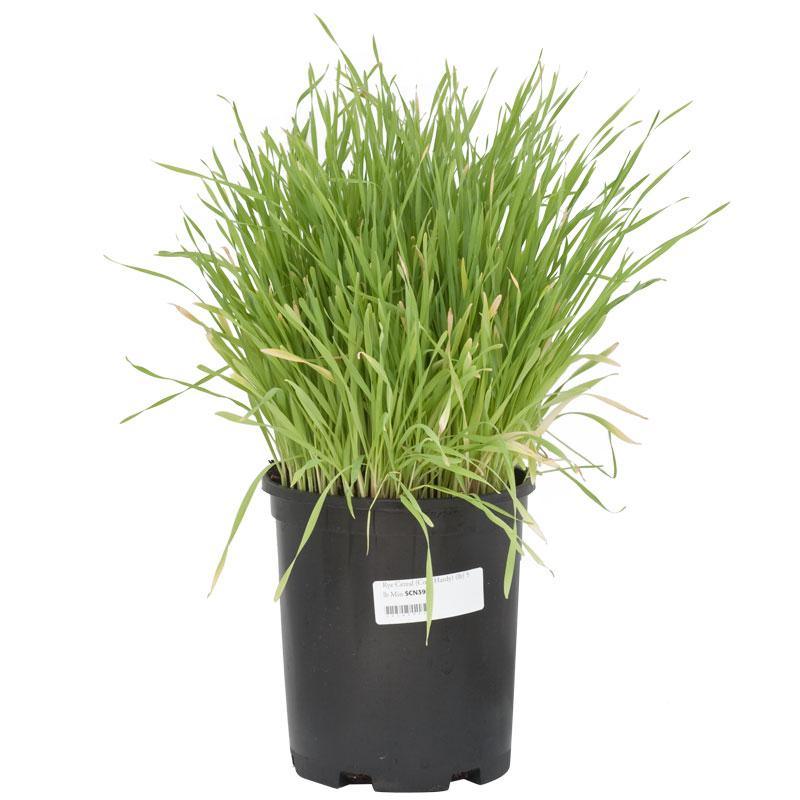 cereals plant Cereal Rye Seed (Cold Hardy)