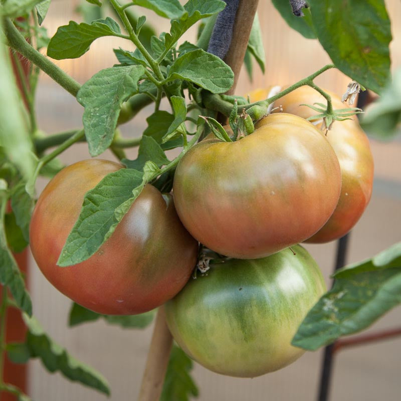 Organic Tomato, Cherokee Purple (1 oz) - Grow Organic Organic Tomato, Cherokee Purple (1 oz) Vegetable Seeds