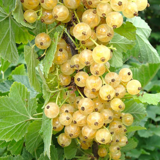 Cherry White Currant Grow Organic