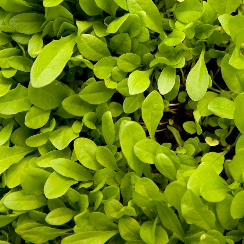 Chicory Cover Crop Seed for Sale Chicory  Seed (Lb) Cover Crop