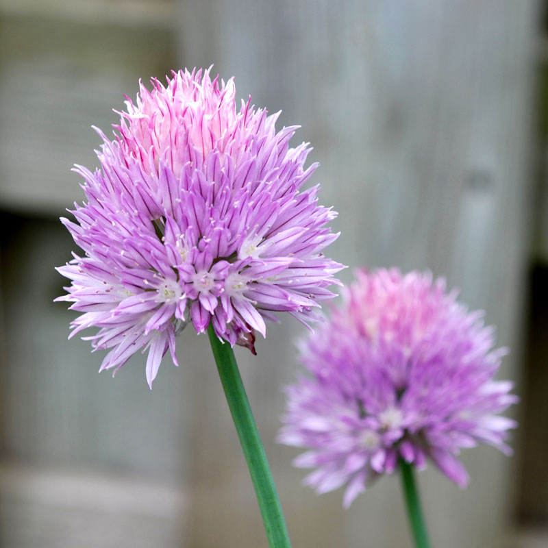 Organic Chives, Common - Grow Organic Organic Chives, Common Herb Seeds