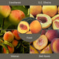 Cold Hardy Peaches, 3 on 1 Multiple Grafted Fruit Tree Grow Organic