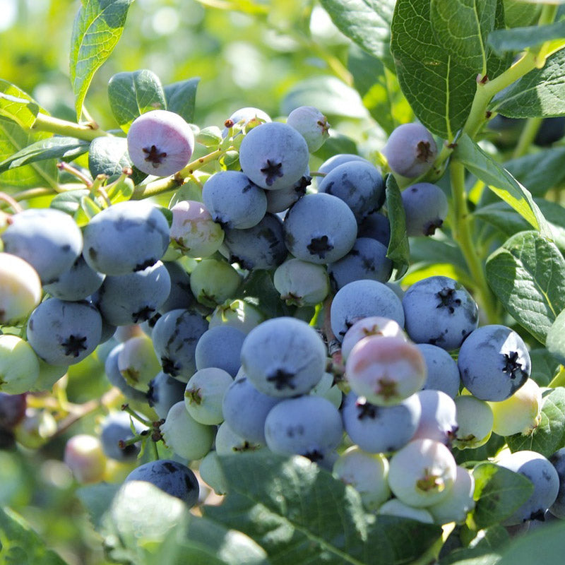 Organic Blueberry Colibri