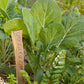 Organic Collard Greens, Champion (1 oz) - Grow Organic Organic Collard Greens, Champion (1 oz) Vegetable Seeds