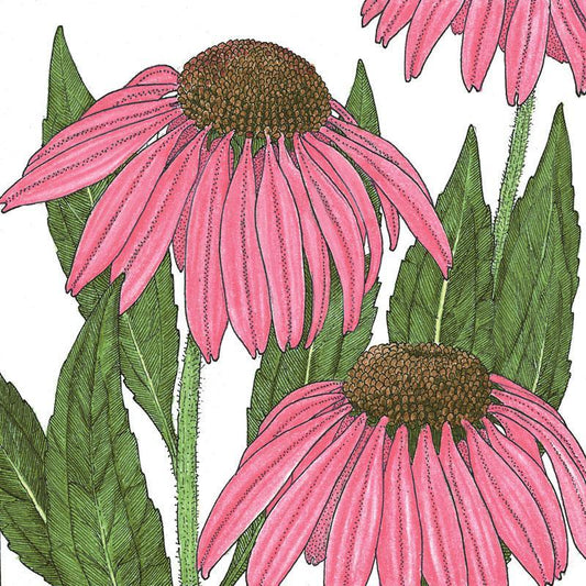 Coneflower, Purple (1/4 lb) - Grow Organic Coneflower, Purple (1/4 lb) Flower Seed & Bulbs