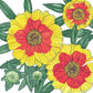 Coreopsis, Plains (1/4 lb) - Grow Organic Coreopsis, Plains (1/4 lb) Flower Seed & Bulbs
