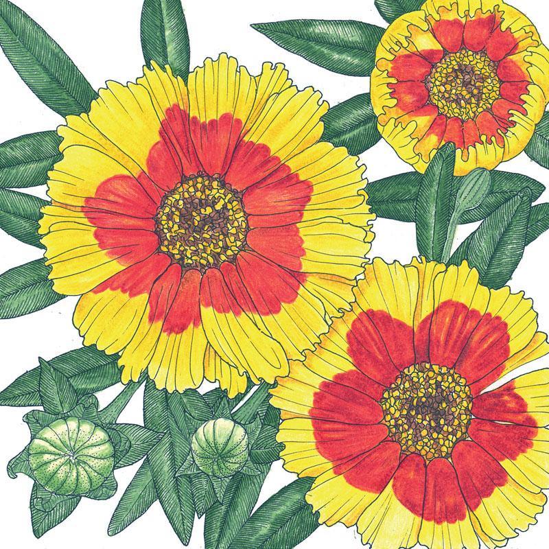 Coreopsis, Plains (1/4 lb) - Grow Organic Coreopsis, Plains (1/4 lb) Flower Seed & Bulbs