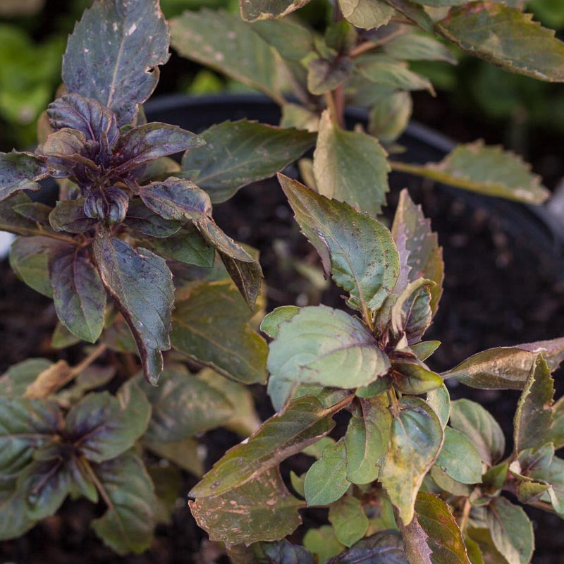 Organic Basil, Culinary Blend (pack) - Grow Organic Organic Basil, Culinary Blend (pack) Herb Seeds