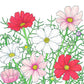 Cosmos, Sensation Mix (1/4 lb) - Grow Organic Cosmos, Sensation Mix (1/4 lb) Flower Seed & Bulbs