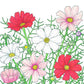Cosmos, Sensation Mix (1/4 lb) - Grow Organic Cosmos, Sensation Mix (1/4 lb) Flower Seed & Bulbs
