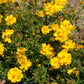 Cosmos, Yellow (pack) - Grow Organic Cosmos, Yellow (pack) Flower Seed & Bulbs
