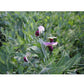 Austrian Winter Peas - Raw Seed - Grow Organic Austrian Winter Peas - Raw Seed (lb) Cover Crop