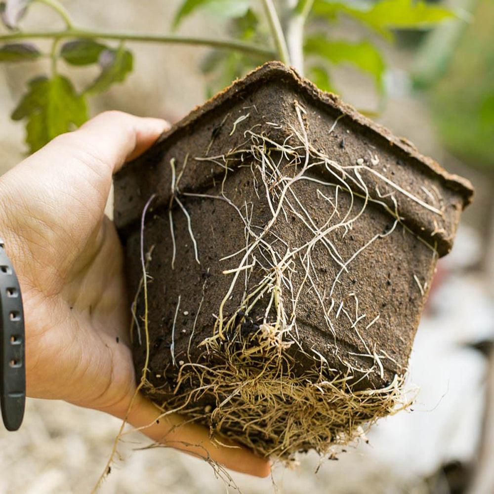 organic pots for plants Cowpots 3 INCH/3 Pack