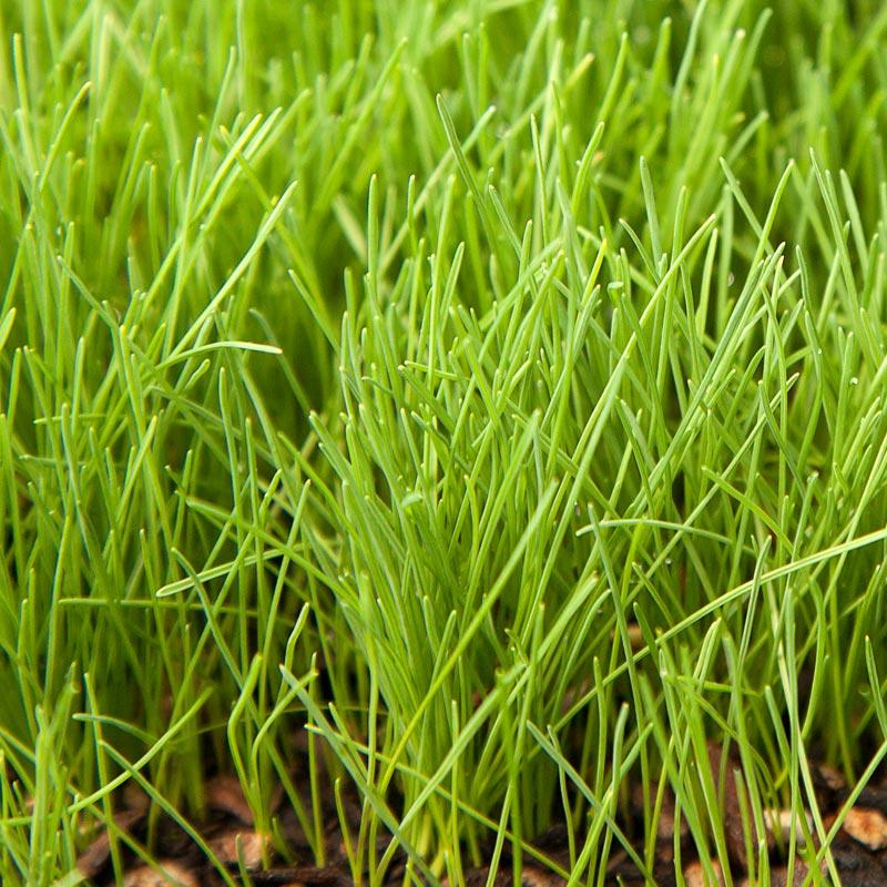 Creeping Red Fescue  Seed (lb) Grow Organic