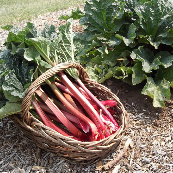 Rhubarb Crowns For Sale