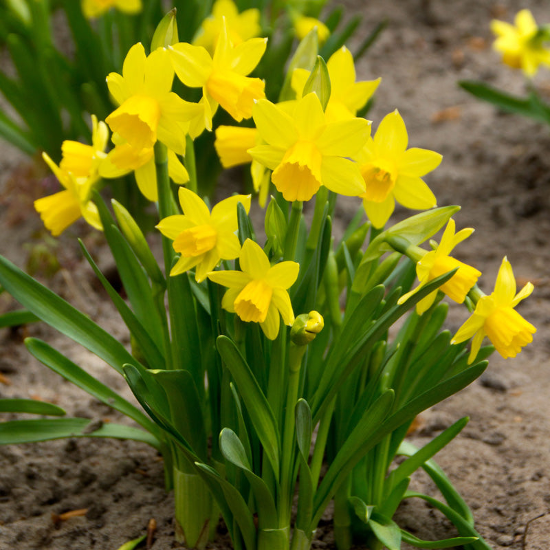 "Tete-a-Tete" Daffodil Bulbs (Pack of 25) - Grow Organic "Tete -a- Tete" Daffodil Bulbs (Pack of 25) Flower Bulbs