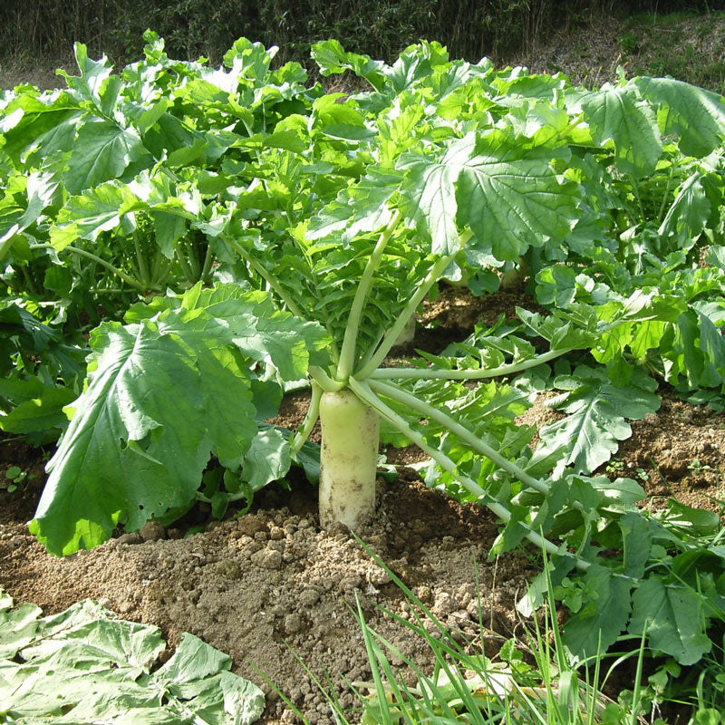 Organic Radish, Daikon (1/4 lb) - Grow Organic Organic Radish, Daikon (1/4 lb) Vegetable Seeds