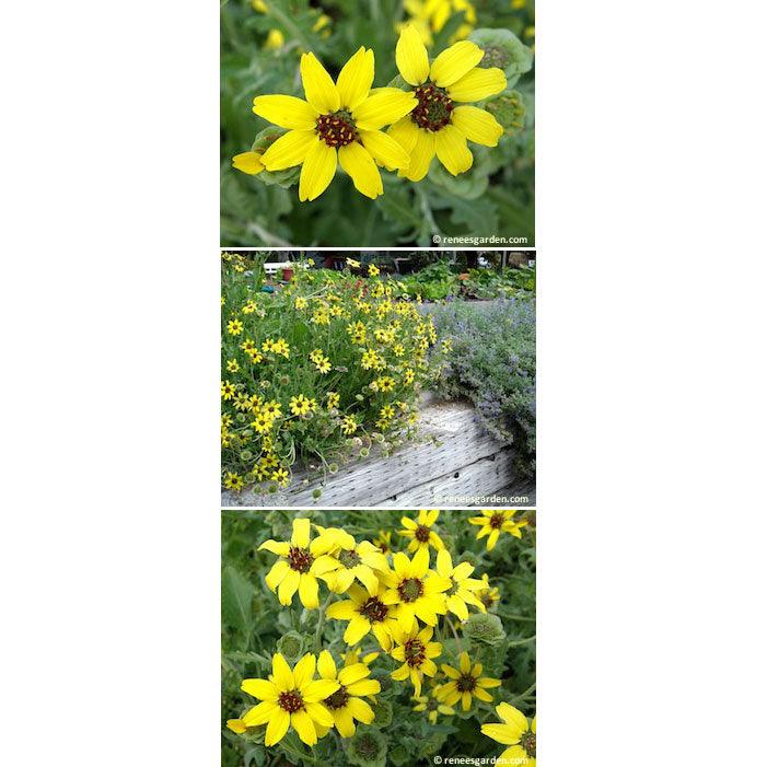 'Heirloom Chocolate Daisy' Fragrant Wildflowers