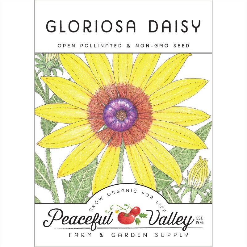 Daisy, Gloriosa (pack) - Grow Organic Daisy, Gloriosa (pack) Flower Seed & Bulbs
