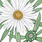 Daisy, Shasta (1/4 lb) - Grow Organic Daisy, Shasta (1/4 lb) Flower Seed & Bulbs
