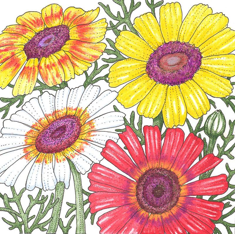 Daisy, Tricolor Mix (1/4 lb) - Grow Organic Daisy, Tricolor Mix (1/4 lb) Flower Seed & Bulbs