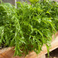 Mustard Mizuna Greens Seeds (Organic) - Grow Organic Mustard Mizuna Greens Seeds (Organic) Vegetable Seeds