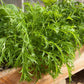 Organic Greens, Mustard Mizuna (1/4 lb) - Grow Organic Organic Greens, Mustard Mizuna (1/4 lb) Vegetable Seeds