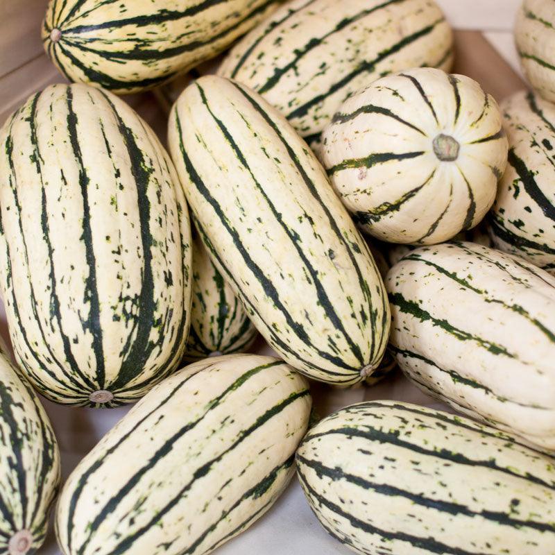 Delicata Winter Squash Seeds (Organic) - Grow Organic Delicata Winter Squash Seeds (Organic) Vegetable Seeds