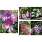 Renee's Garden Dianthus Fragrant Lace Perfume - Grow Organic Renee's Garden Dianthus Fragrant Lace Perfume Flower Seed & Bulbs