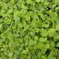 Doublecut Red Clover - Nitrocoated Seed - Grow Organic Doublecut Red Clover - Nitrocoated Seed (lb) Cover Crop