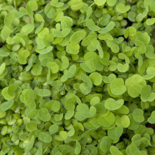 Doublecut Red Clover - Nitrocoated Seed - Grow Organic Doublecut Red Clover - Nitrocoated Seed (lb) Cover Crop