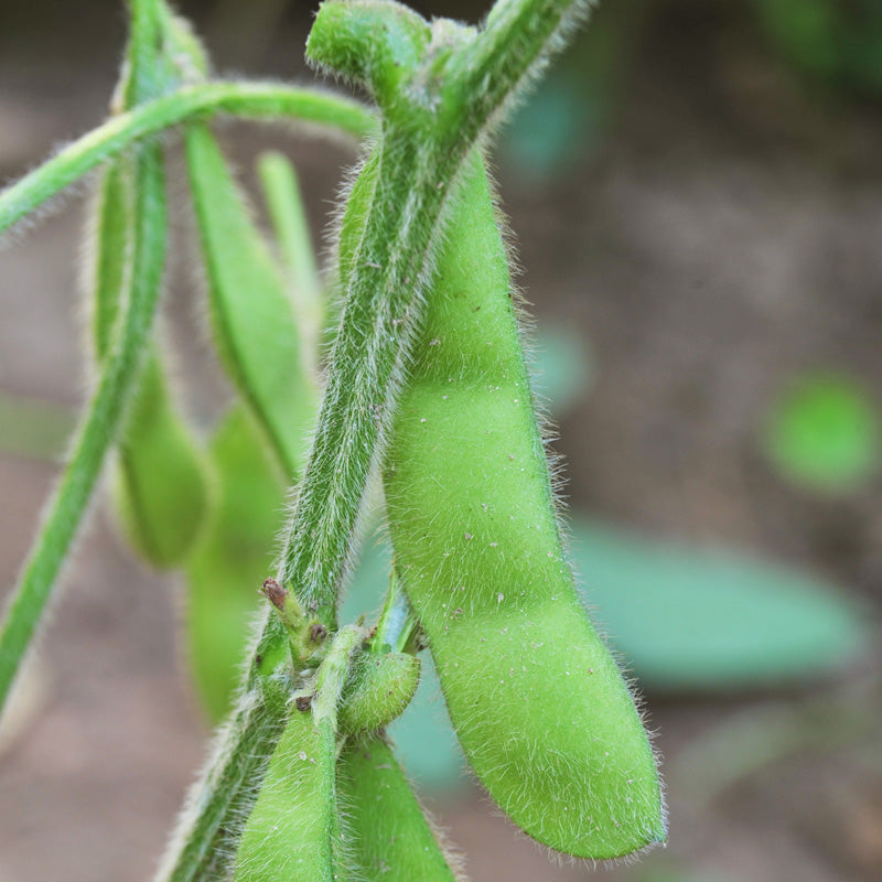 Edamame Soybean Seeds (Organic) - Grow Organic Edamame Soybean Seeds (Organic) Vegetable Seeds