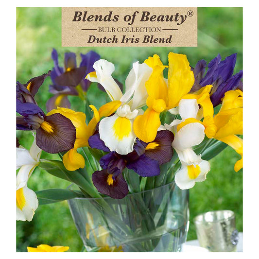 Iris Dutch Blend