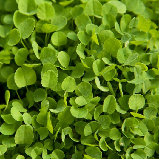 Dutch White Clover Cover Crop for Sale - Nitrocoated Seed Dutch White Clover - Nitrocoated Seed (lb) Cover Crop
