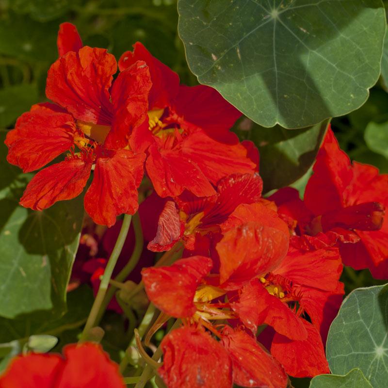 Nasturtium, Dwarf Jewel Mix (pack) - Grow Organic Nasturtium, Dwarf Jewel Mix (pack) Flower Seeds