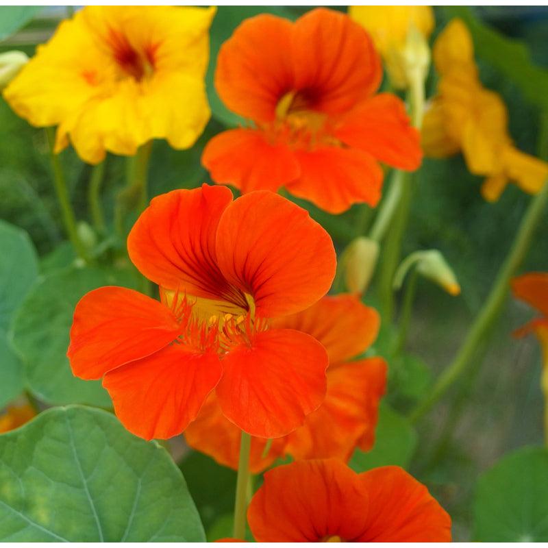 Nasturtium, Dwarf Jewel Mix (pack) - Grow Organic Nasturtium, Dwarf Jewel Mix (pack) Flower Seeds