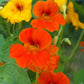 Organic Nasturtium, Dwarf Jewel - Grow Organic Organic Nasturtium, Dwarf Jewel Flower Seed & Bulbs
