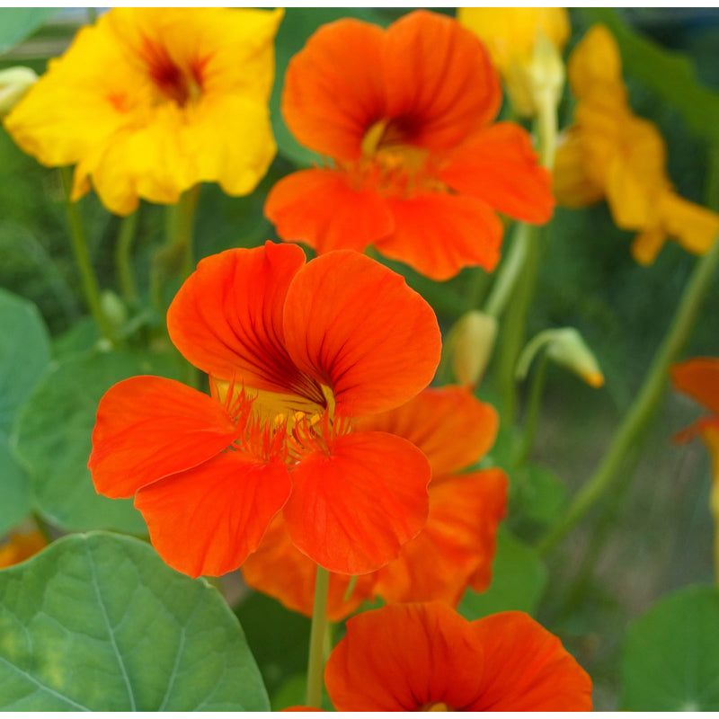 Organic Nasturtium, Dwarf Jewel Mix (1/4 lb) - Grow Organic Organic Nasturtium, Dwarf Jewel Mix (1/4 lb) Flower Seed & Bulbs