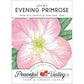 Evening Primrose, Showy (pack) - Grow Organic