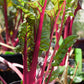 Flamingo Pink Chard Seeds (Organic) - Grow Organic Flamingo Pink Chard Seeds (Organic) Vegetable Seeds