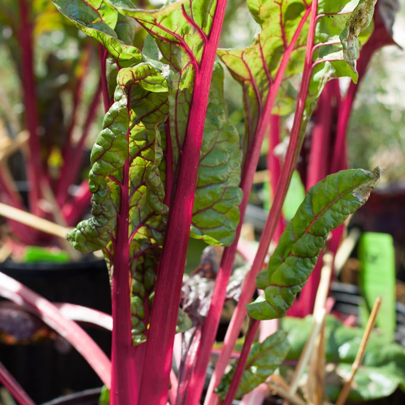 Flamingo Pink Chard Seeds (Organic) - Grow Organic Flamingo Pink Chard Seeds (Organic) Vegetable Seeds