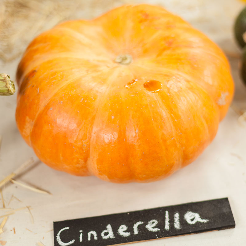 Organic Pumpkin, Cinderella (1 oz) - Grow Organic Organic Pumpkin, Cinderella (1 oz) Vegetable Seeds